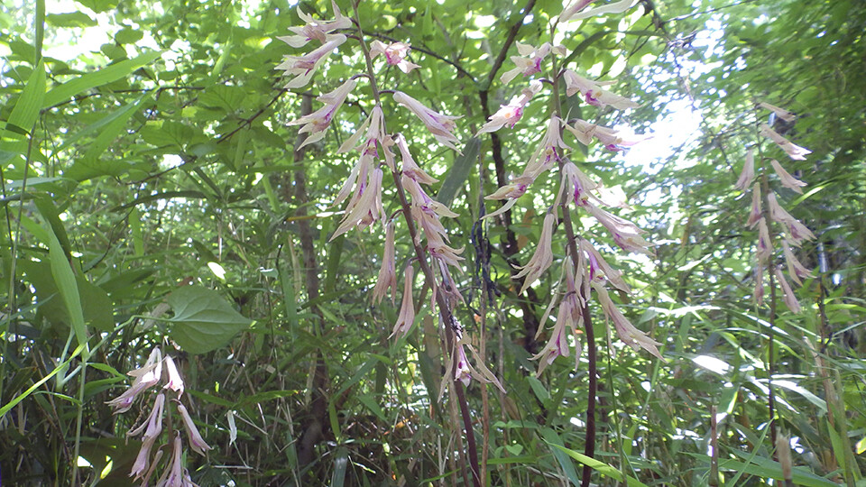 オンライン カジノ 大 負けの技術研究所内に咲くサイハイラン