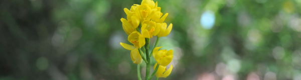 ⾃然環境オンライン カジノ 儲かる研究部