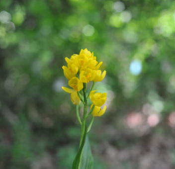 ⾃然環境オンライン カジノ 儲かる研究部