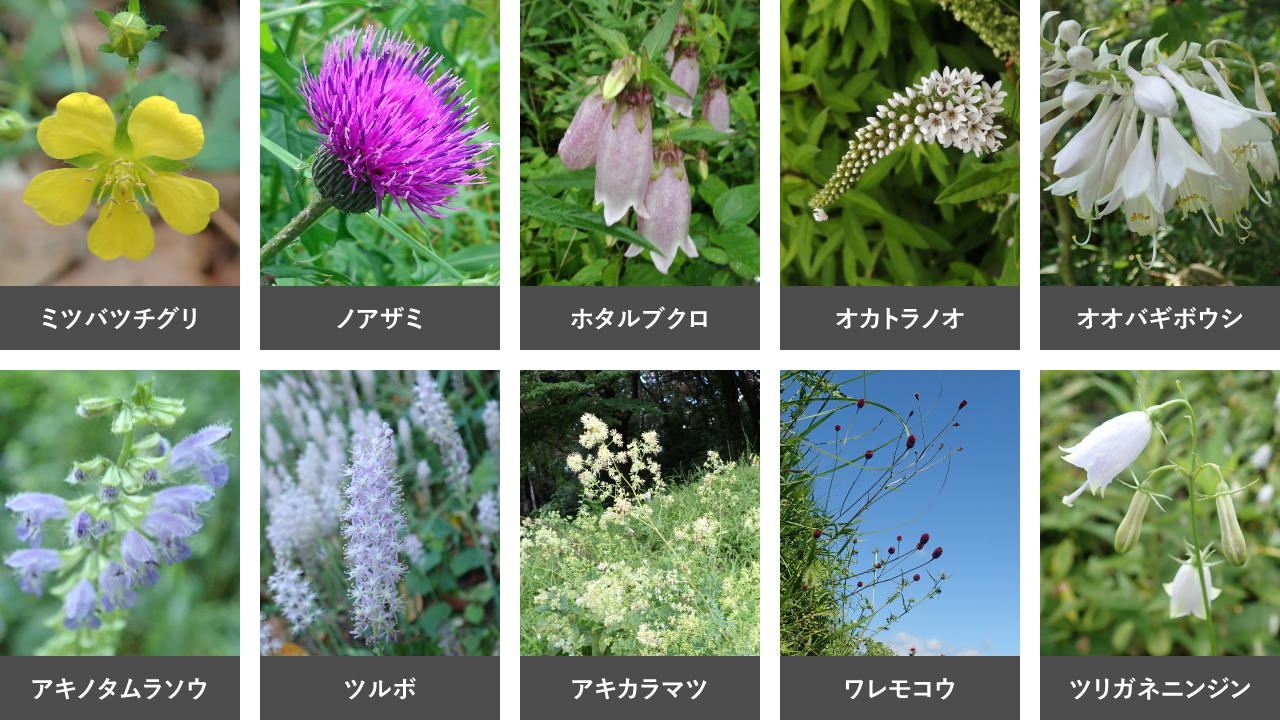 緑化対象とする在来種