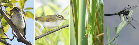 なんばパークスではこれまでに鳥類33種、昆虫類152種を確認。左からコサメビタキ(オンライン カジノ アプリ府レッドリスト/絶滅危惧Ⅱ類)、センダイムシクイ(同/準絶滅危惧)、ウスイロササキリ、オオシオカラトンボ