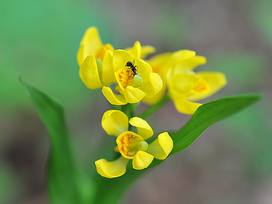 技術研究所の雑木林に咲くキンオンライン カジノ 海外